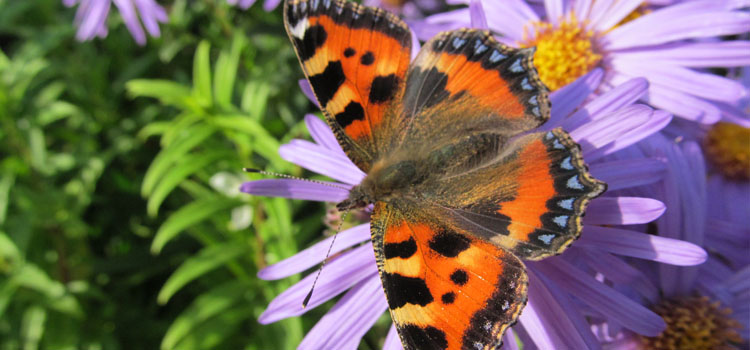 Butterfly - Image 4