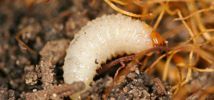 Vine Weevil - Image 3