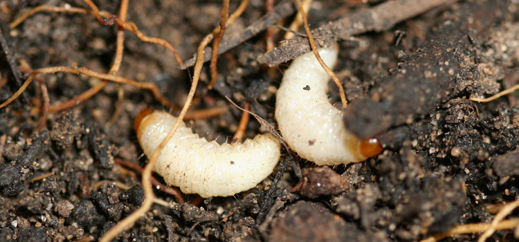 Vine Weevil - Image 4