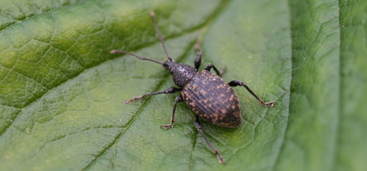 Vine Weevil - Image 1
