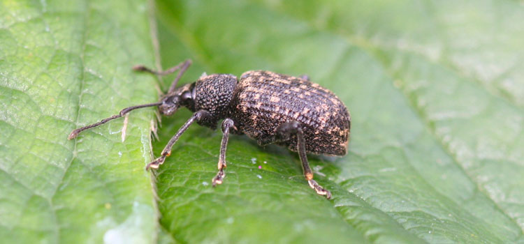 Vine Weevil - Image 2