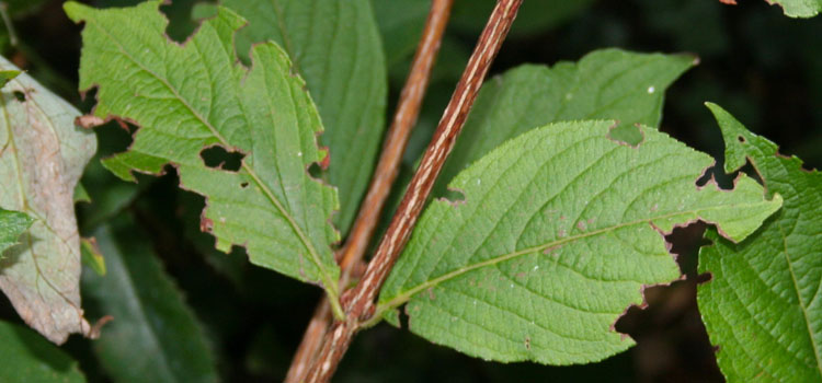 Vine Weevil - Image 5