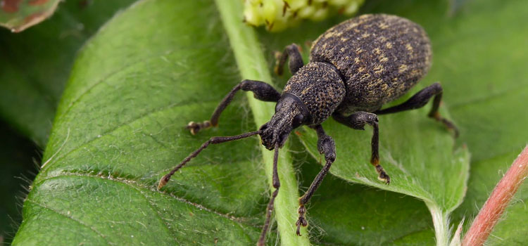 Vine Weevil - Image 6