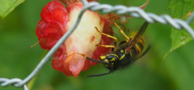 Wasp - Image 3