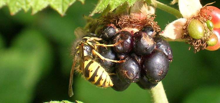 Wasp - Image 1