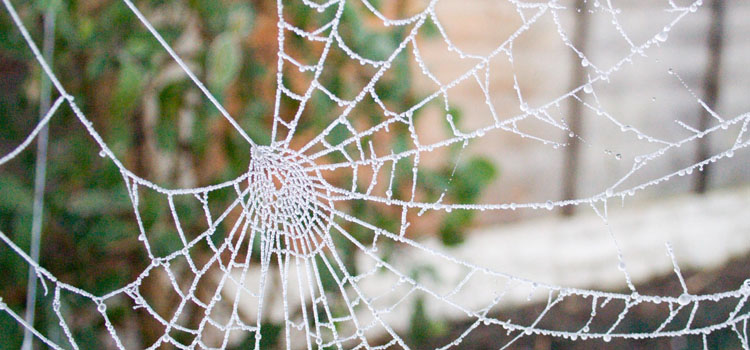 Spider - Image 3