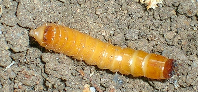 Wireworm - Image 1