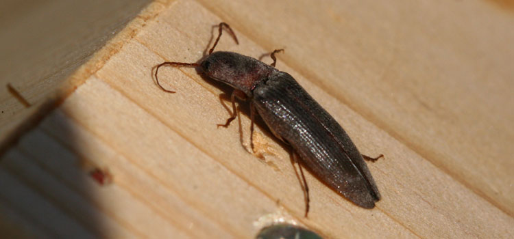 Wireworm - Image 2