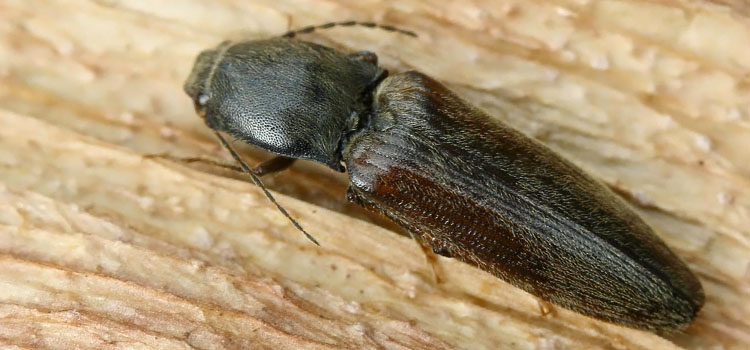 Wireworm - Image 3