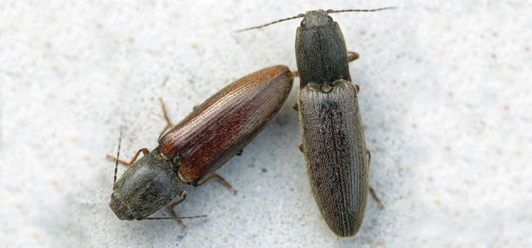 Wireworm - Image 4