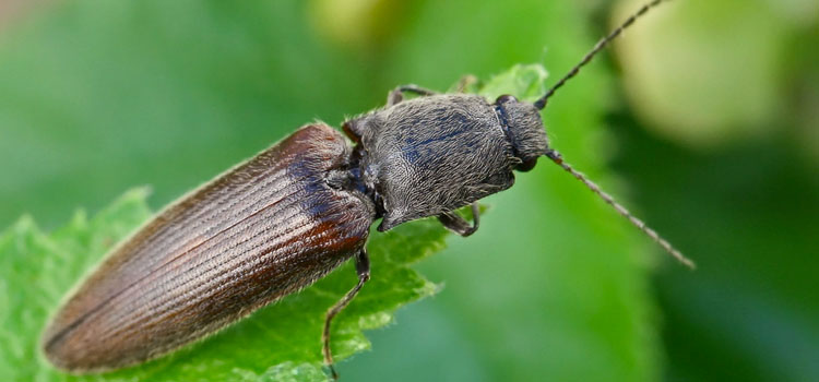 Wireworm - Image 5
