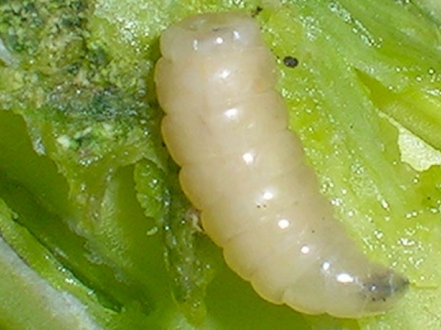 Allium Leaf Miner