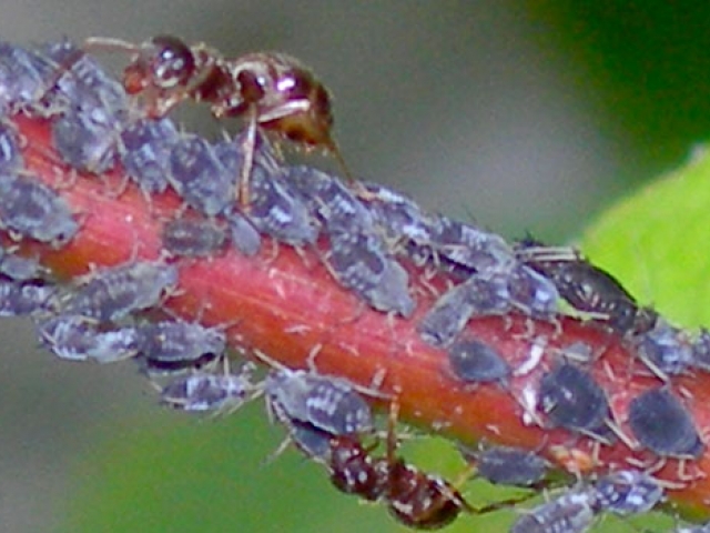 Aphid, Black Bean