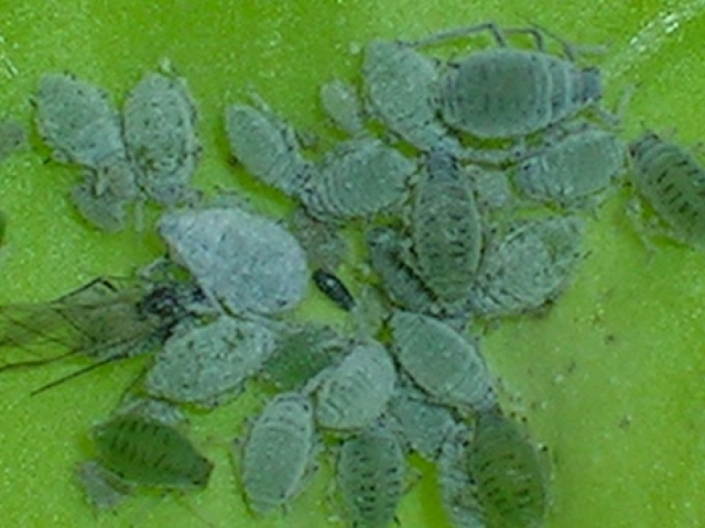 Aphid, Cabbage