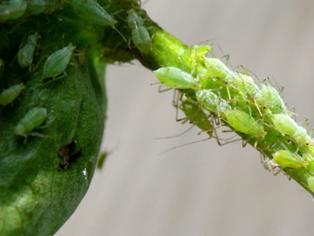 Aphids (General)