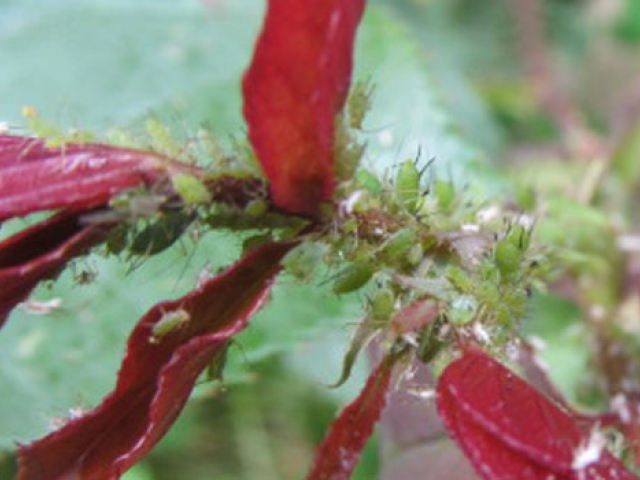 Aphid, Rose