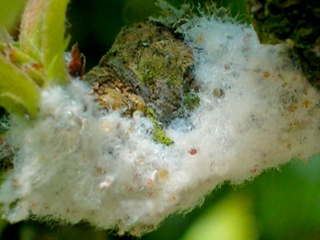 Aphid, Woolly