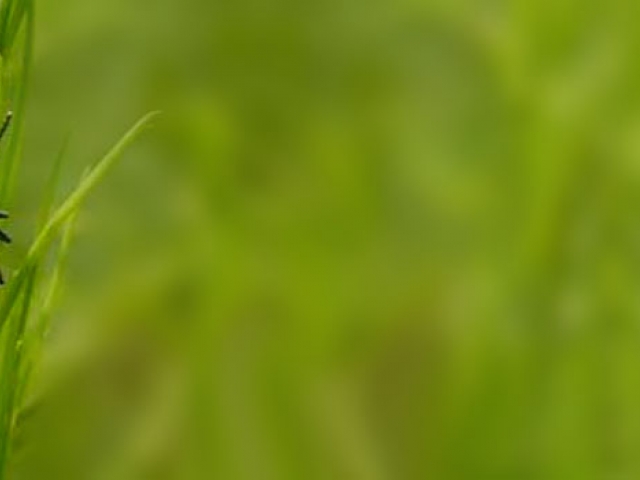 Asparagus Beetle