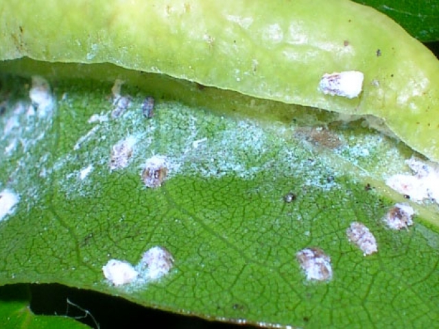 Bay Sucker Psyllid