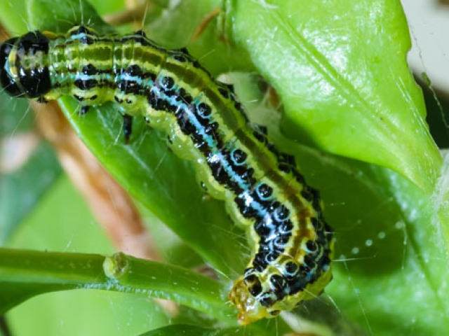 Box Tree Moth