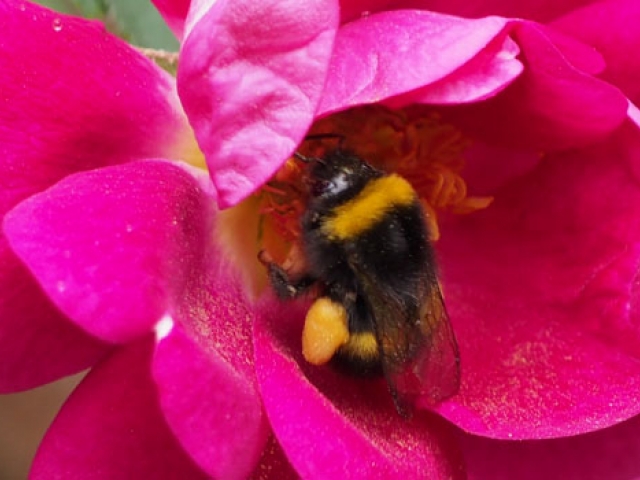 Bumble Bee