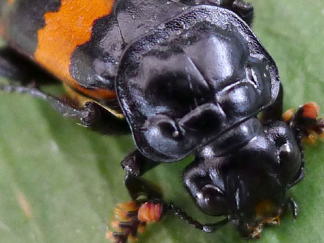 Burying Beetle