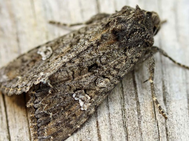 Cabbage Moth