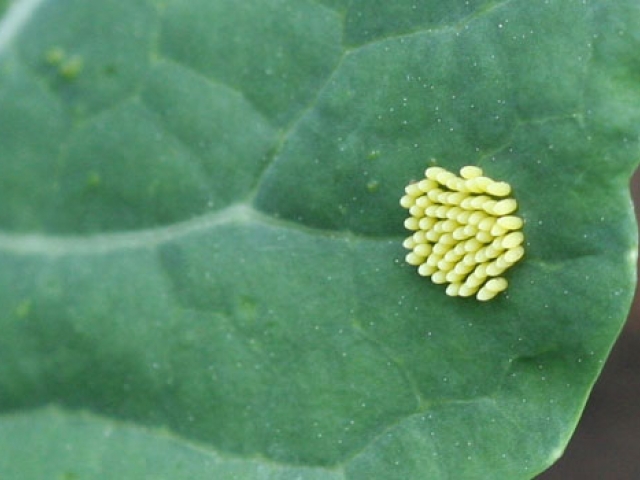 Cabbage White Butterfly