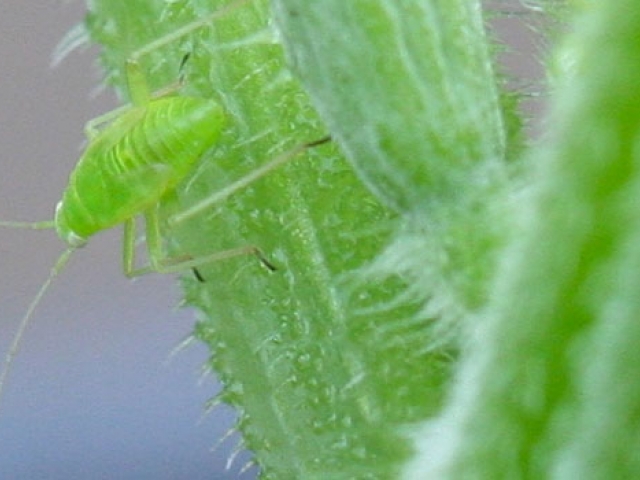 Capsid Bug