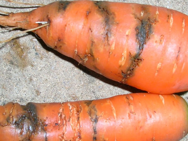 Carrot Root Fly