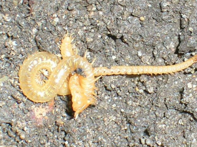 Centipede