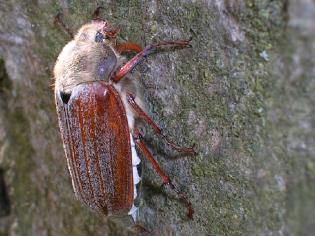 Chafer (Cockchafer)