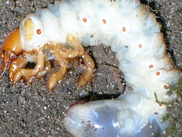 Chafer (Garden)