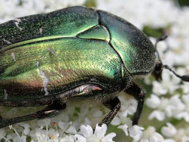 Chafer (Rose)