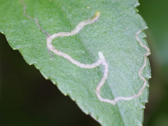 Chrysanthemum Leaf Miner