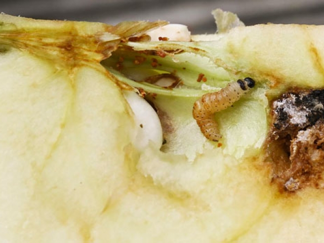 Codling Moth