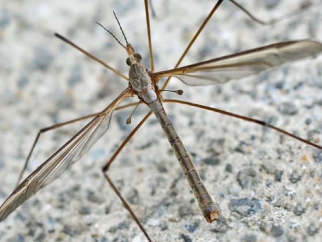 Crane Fly