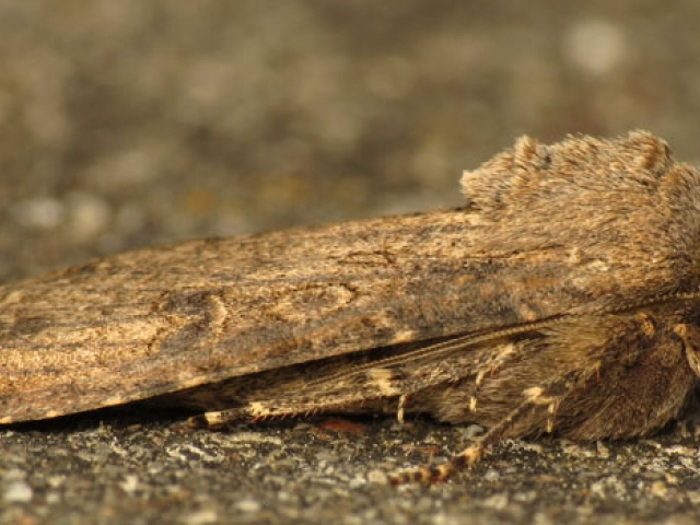Cutworm