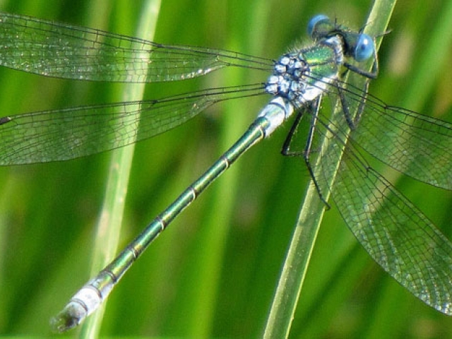 Damselfly