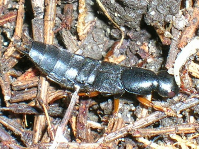 Devil's Coach Horse Beetle