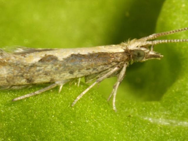 Diamondback Moth