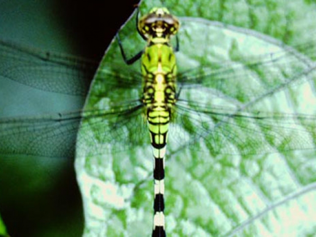 Dragonfly