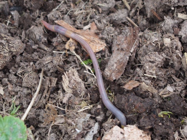 Earthworm