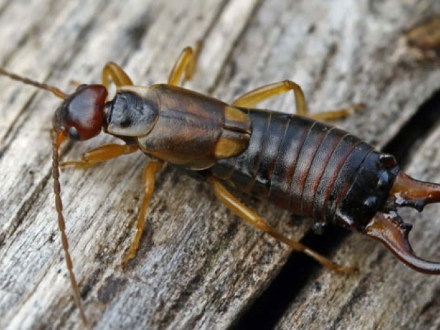 Earwig