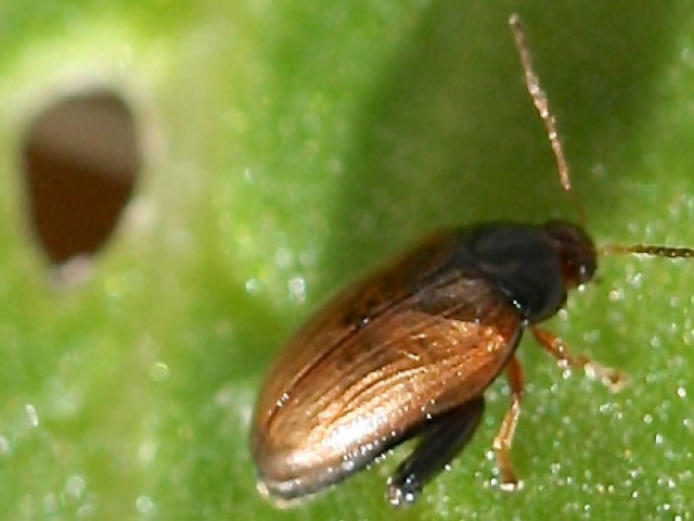 Flea Beetle