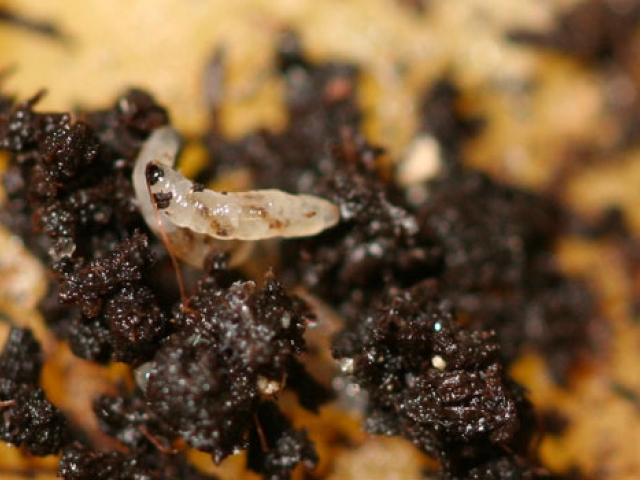 Fungus Gnat