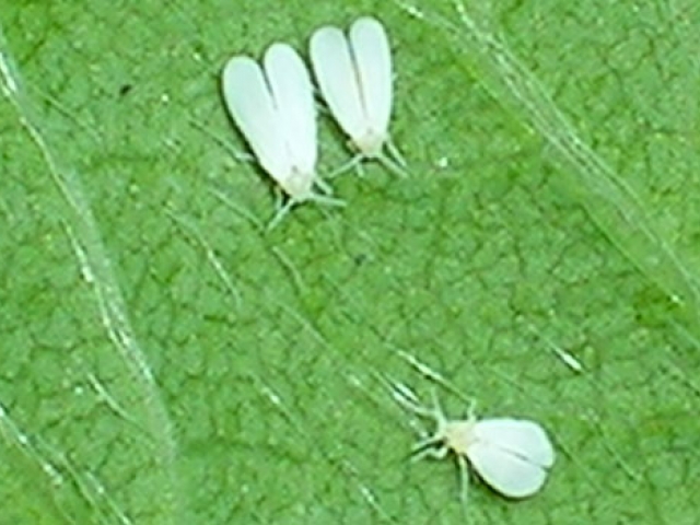 Greenhouse Whitefly