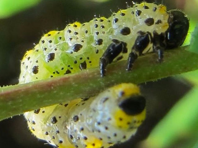 Common Gooseberry Sawfly