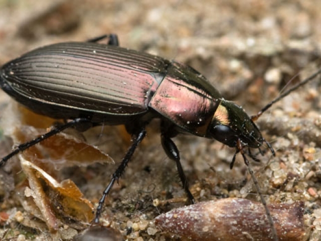 Ground Beetle