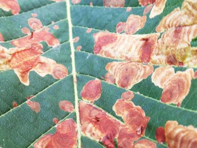 Horse Chestnut Leaf Miner